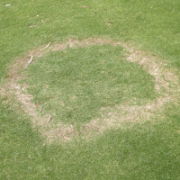 Fairy Rings