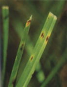 Leaf Spot 1