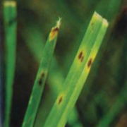 Leaf Spot