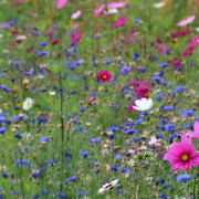 Wildflower Grass Seed