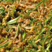 Anthracnose for Fusarium