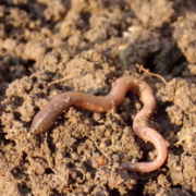 Earthworm