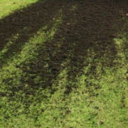 Lawn Top Dressing