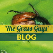 Chafer Blog Image