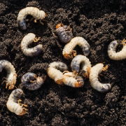 Chafer Grubs