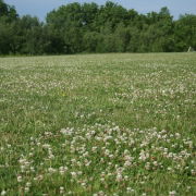 White Clover 3