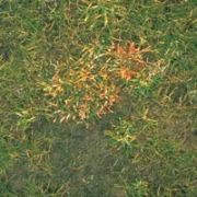 anthracnose control