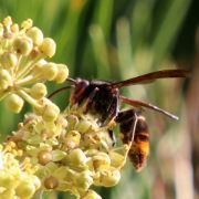 Asian Hornets