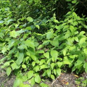 Japanese Knotweed 