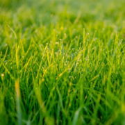 Lawn Maintenance Programe