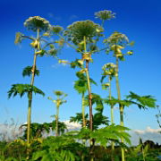 giant-hogweed-2 V1