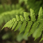 Identifying and Managing Bracken